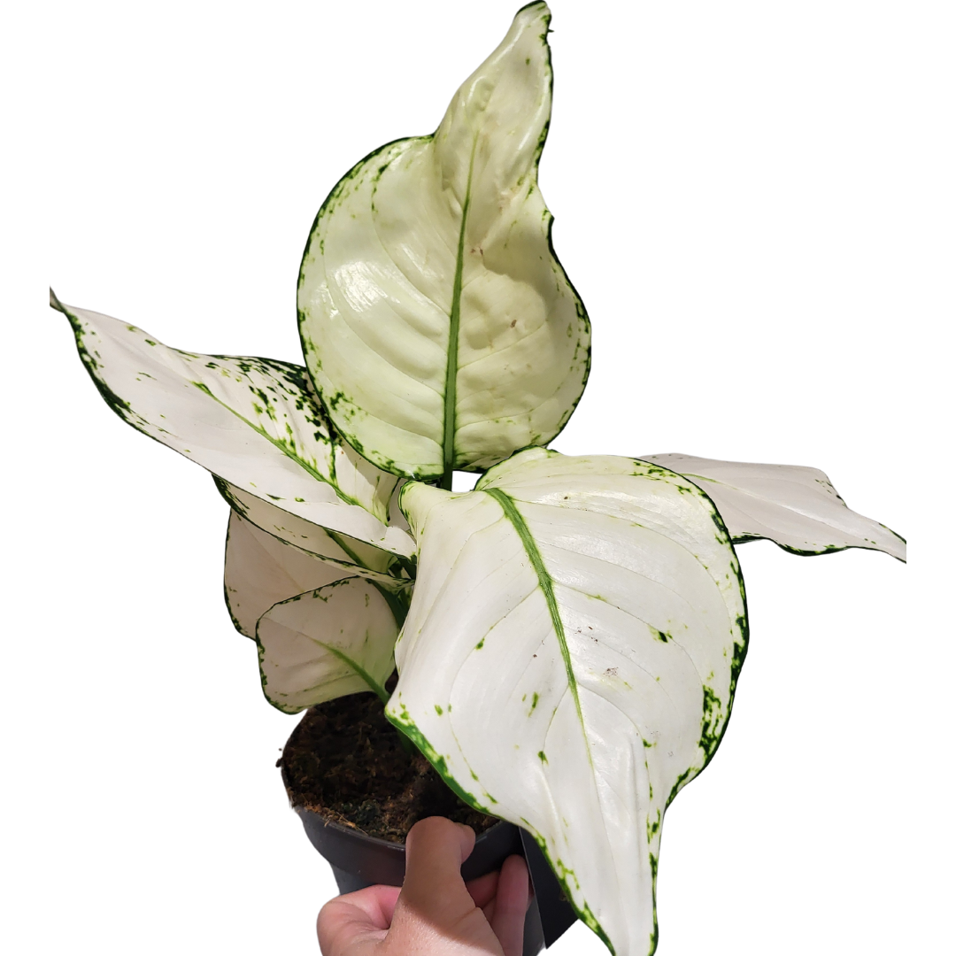Aglaonema white Joy