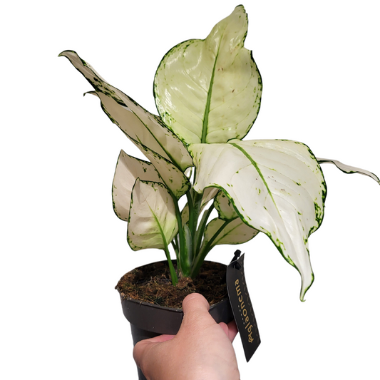 Aglaonema white Joy