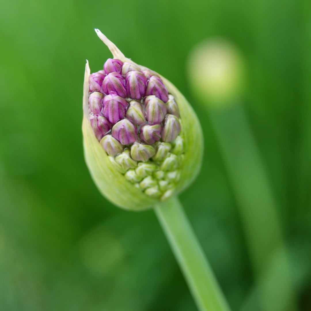 Allium sphaerocephalon 10 pieces