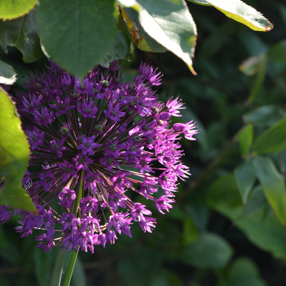 Allium Gladiator par pièce