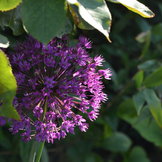 Allium Gladiator per piece