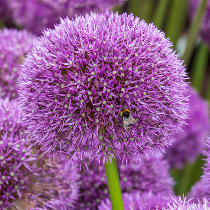 Allium Gladiator par pièce