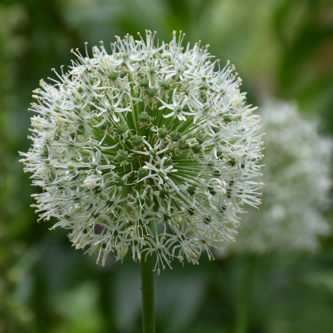 Allium stipitatum Mount Everest per Stück