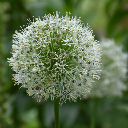 Allium stipitatum Mont Everest par pièce