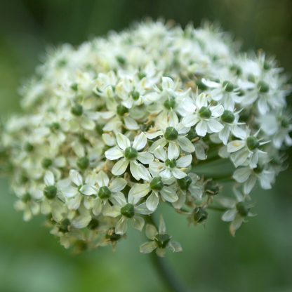 Allium nigrum 5 pieces