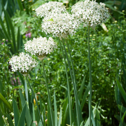 Allium nigrum 5 pièces