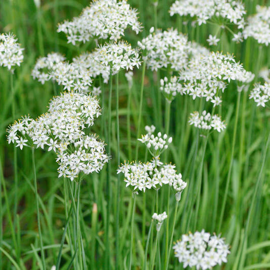 Allium tuberosum 5 pieces