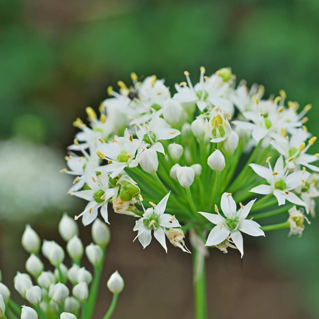 Allium tuberosum 5 pièces