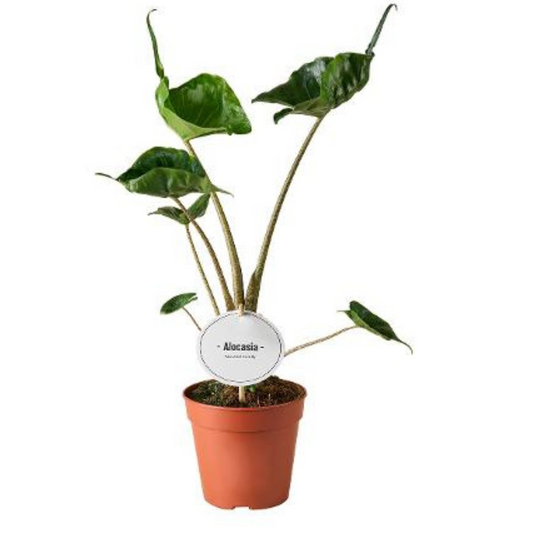 Baby plant Aglaonema commutatum China red