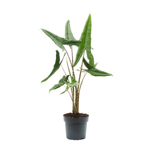 Baby plant Aglaonema commutatum China red