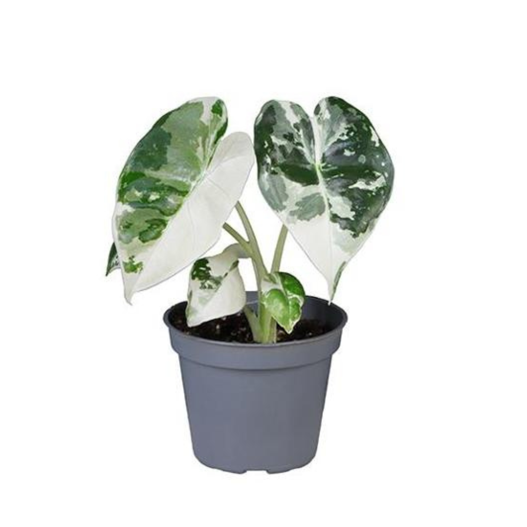 Alocasia Frydek variegata
