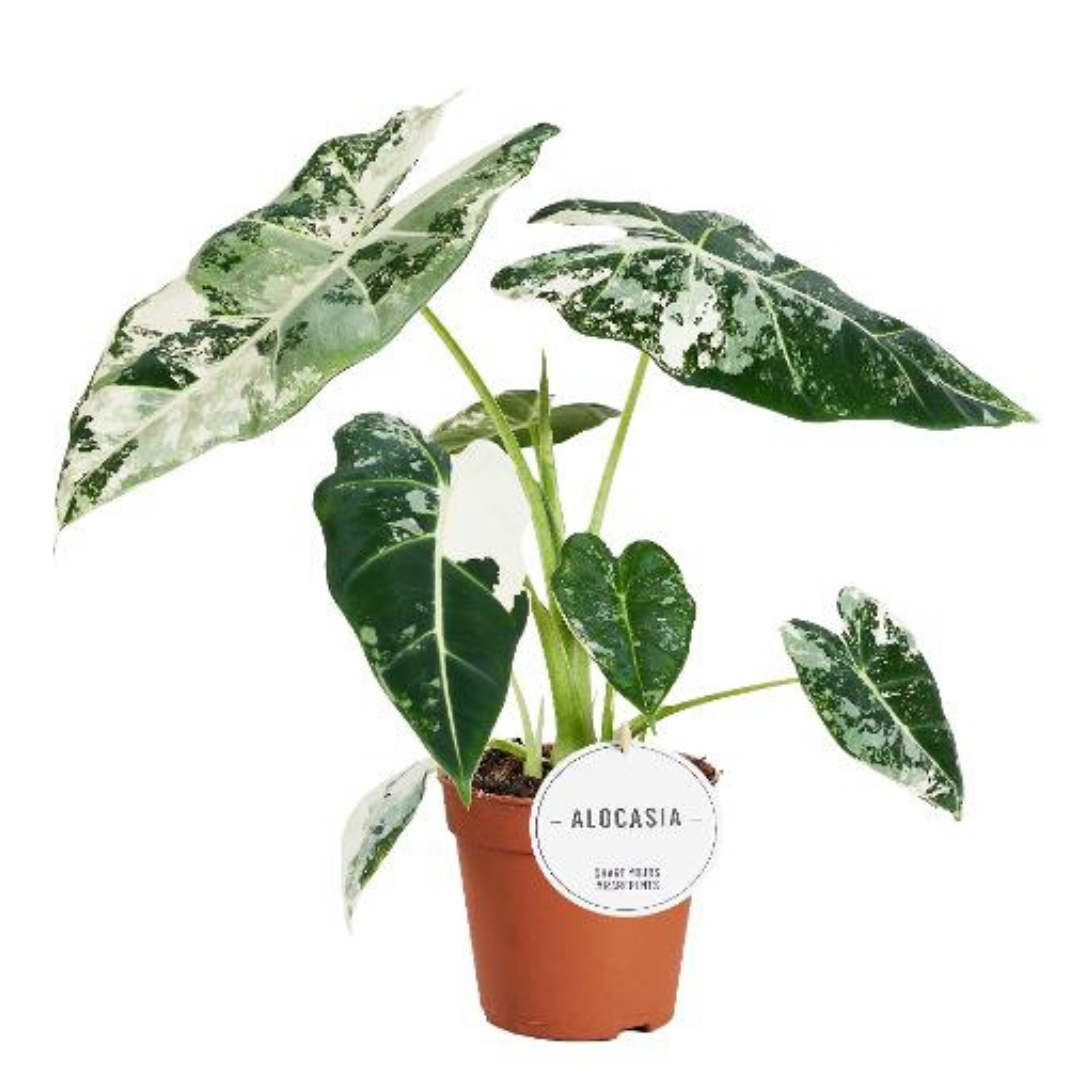 Alocasia Frydek variegata