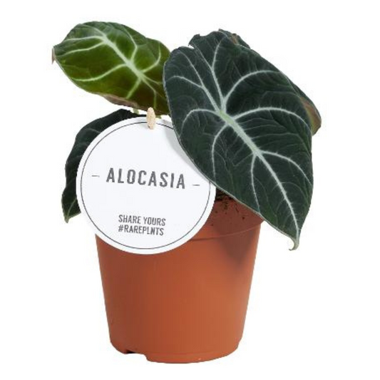Baby plant Aglaonema commutatum China red