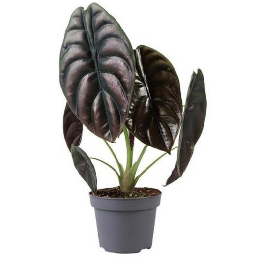 Baby plant Aglaonema commutatum China red