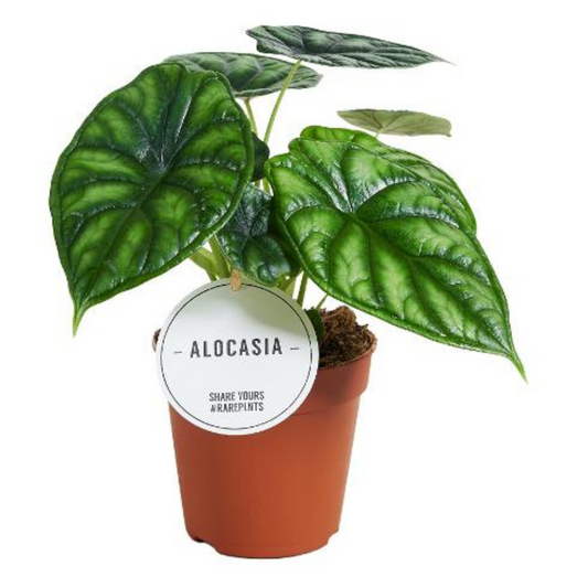 Baby plant Aglaonema commutatum China red