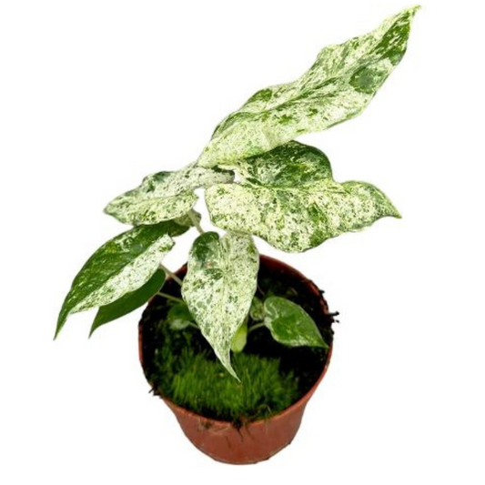 Alocasia Macrorrhiza Splash