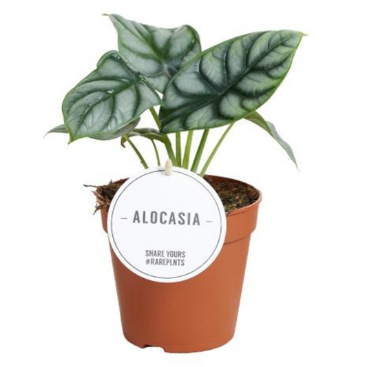 Baby plant Aglaonema commutatum China red