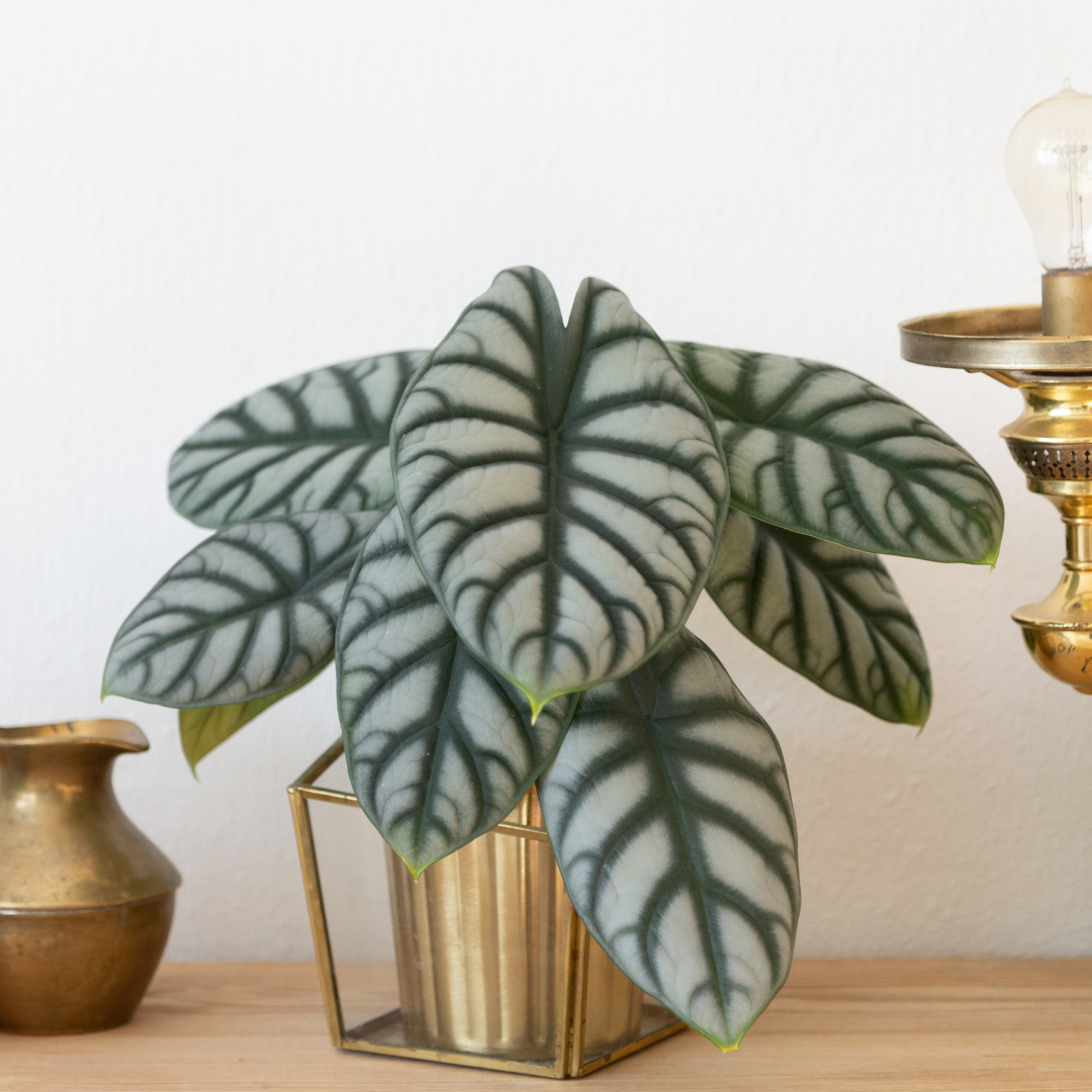 Plante bébé Aglaonema commutatum rouge de Chine