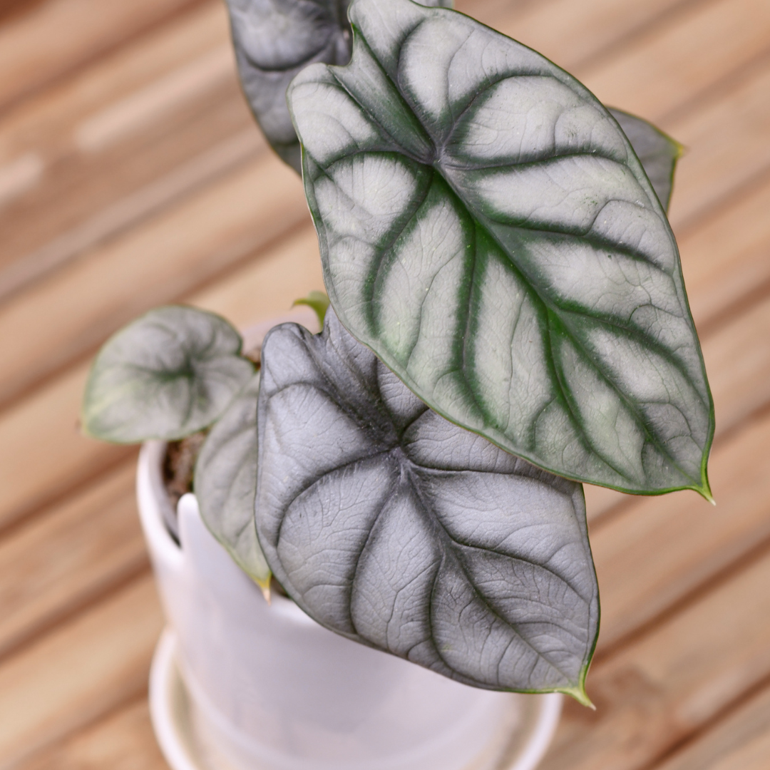 Plante bébé Aglaonema commutatum rouge de Chine