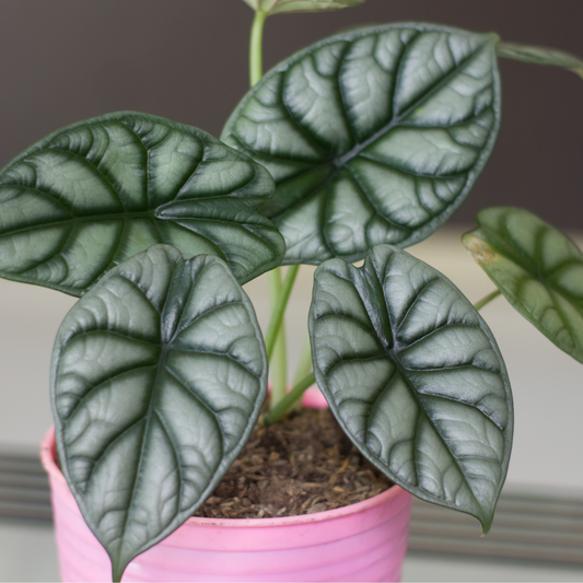 Baby plant Aglaonema commutatum China red