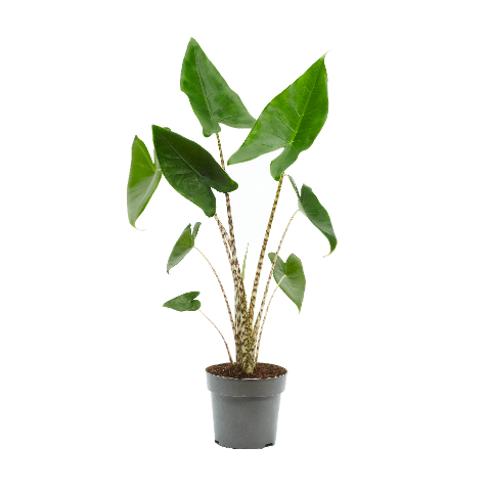 Baby plant Aglaonema commutatum China red