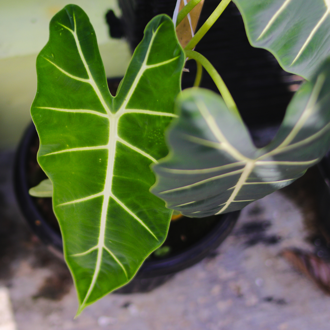 Alocasia frydek
