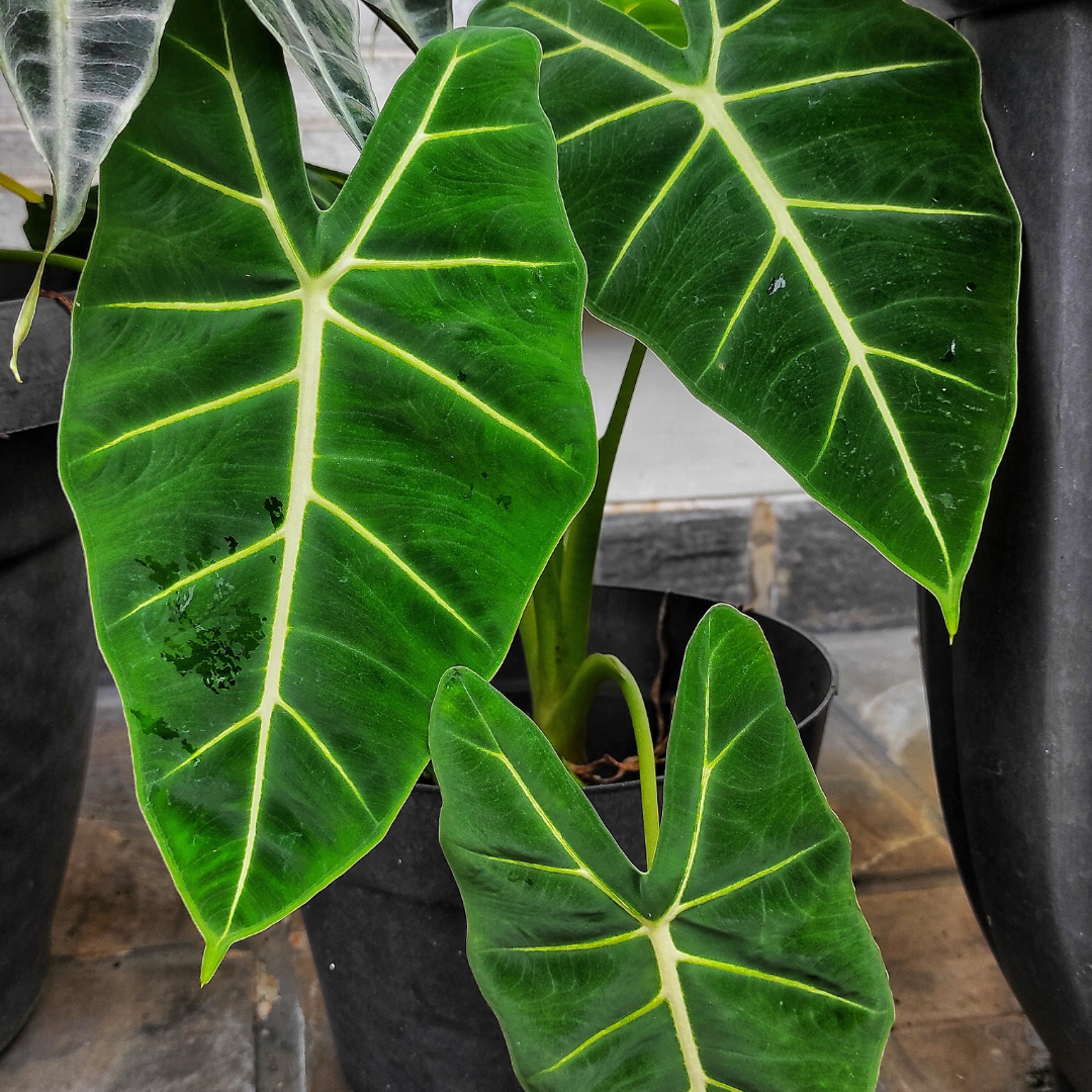 Alocasia frydek