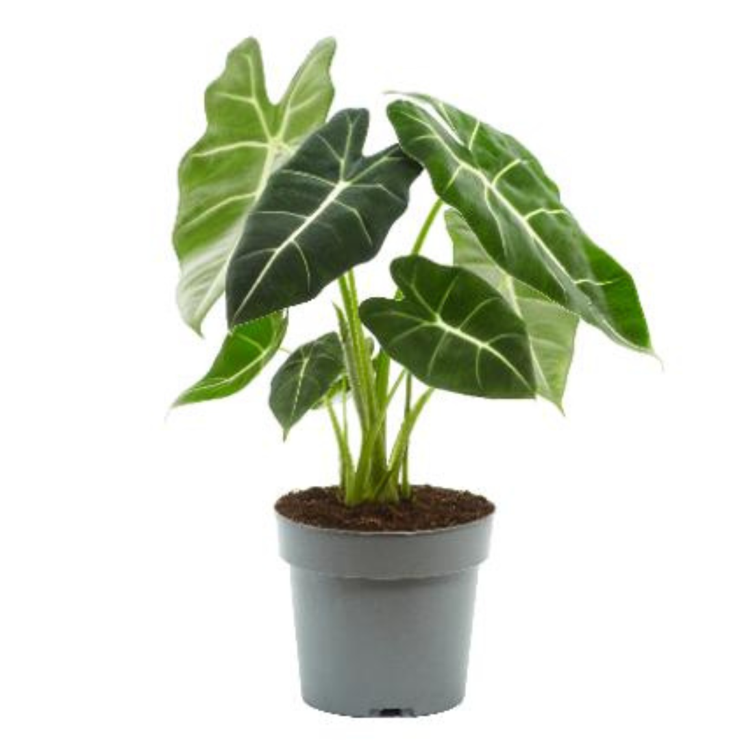 Alocasia frydek