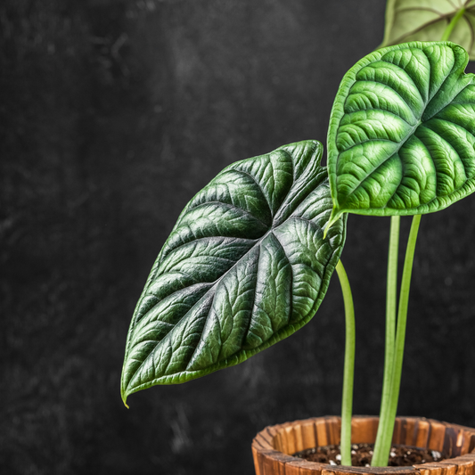 Baby plant Aglaonema commutatum China red