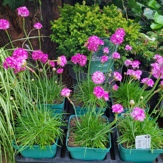 Armeria maritima Splendens