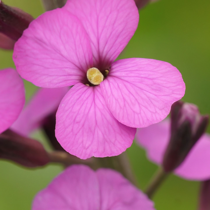 Erysimum cheiri "Bowles Mauve"