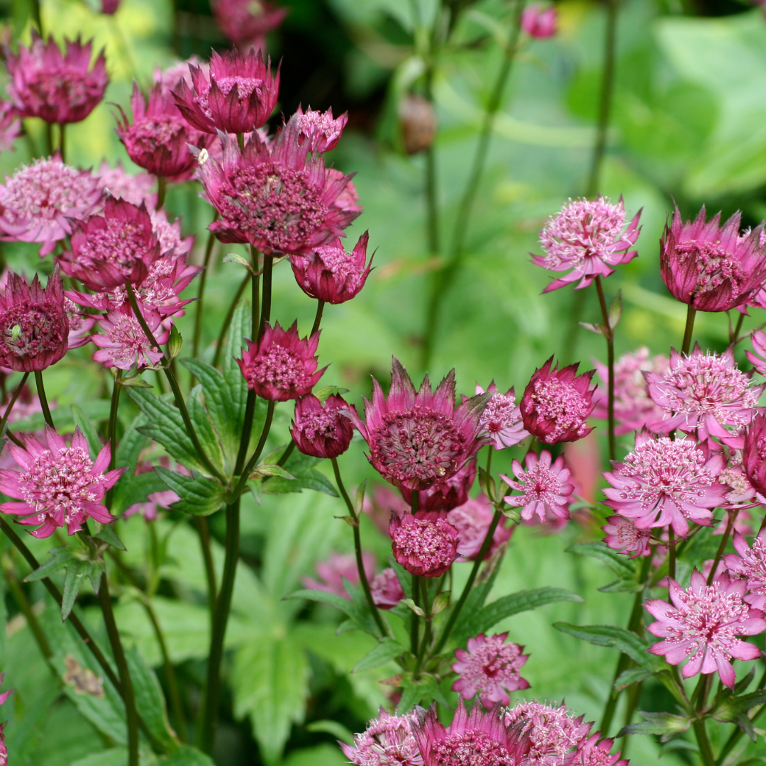 Astrantia major 'Roma'