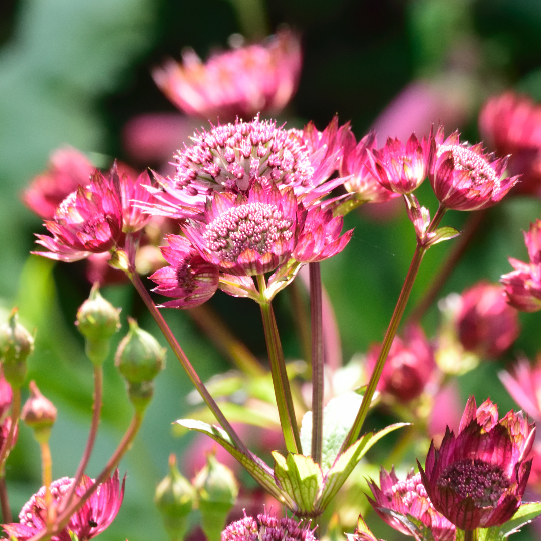 Astrantia major 'Roma'