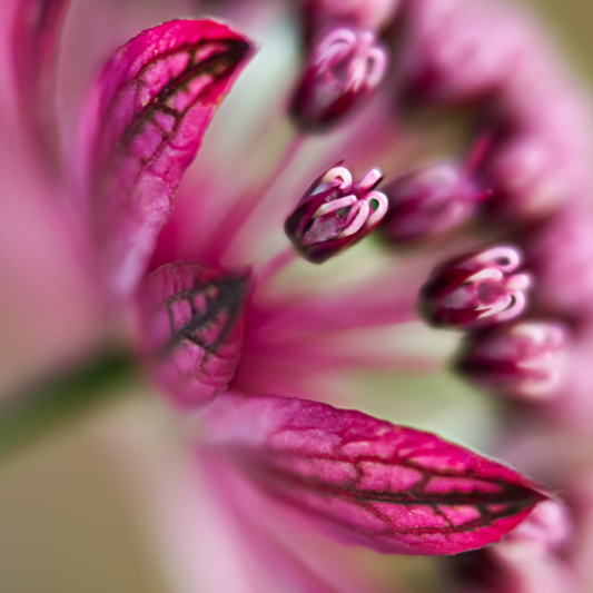 Astrantia major 'Roma'