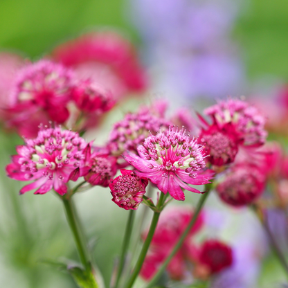 Astrantia major 'Roma'