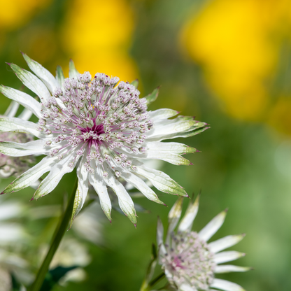 Astrantia major