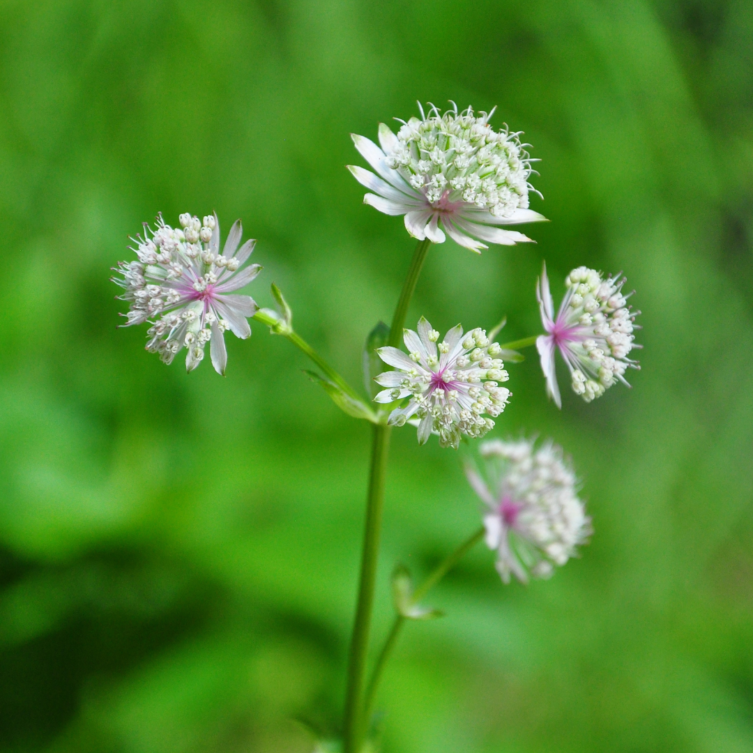 Astrantia major
