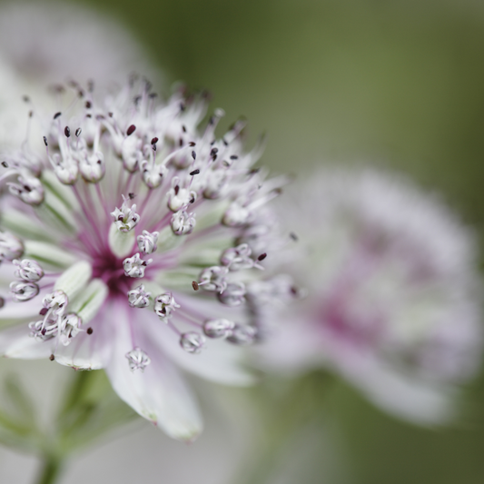 Astrantia major