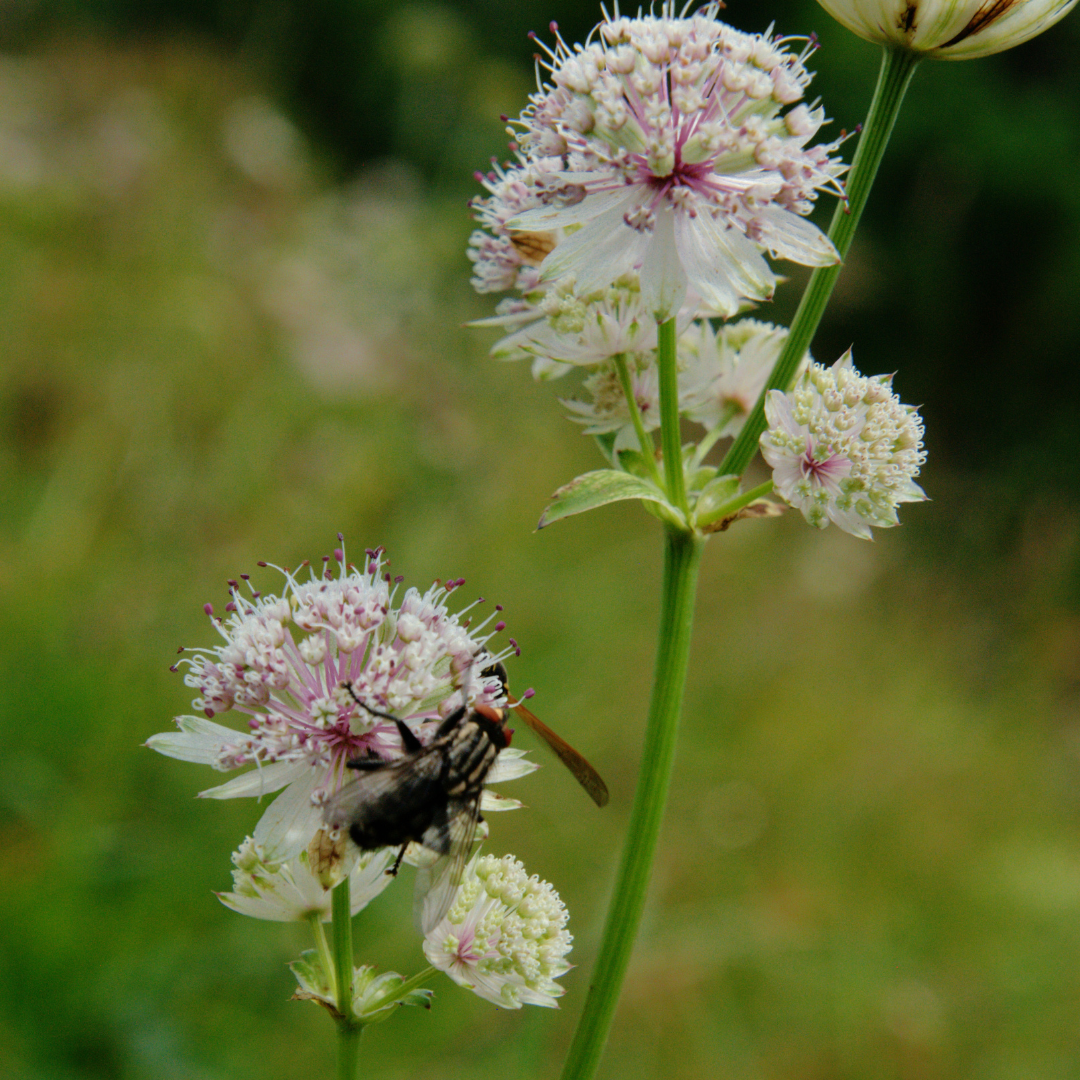 Astrantia major