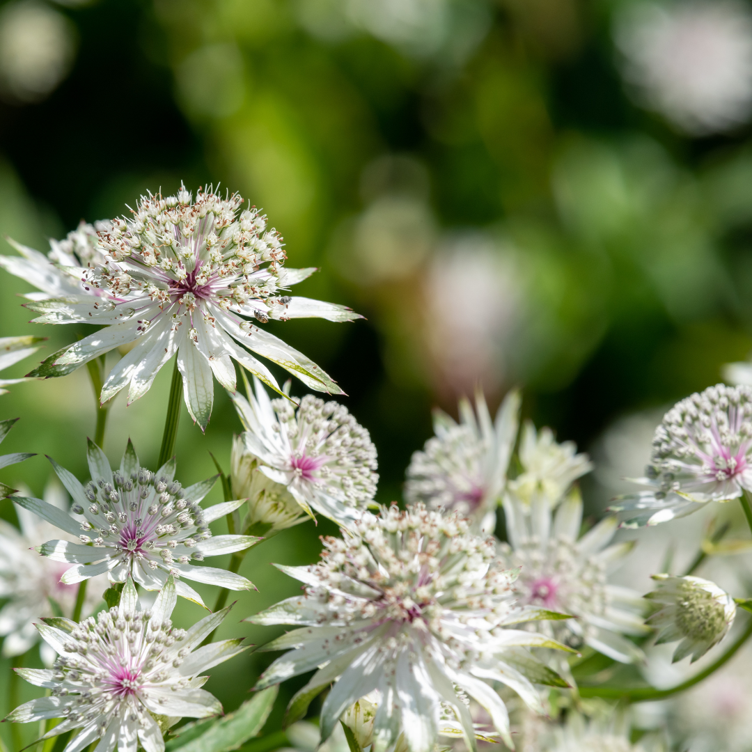 Astrantia major