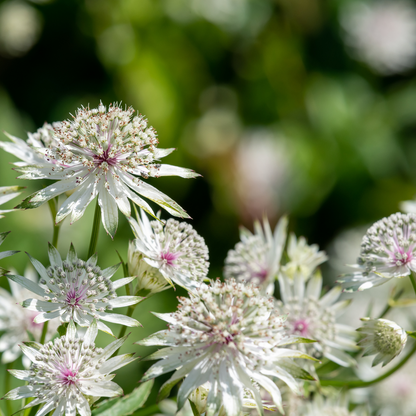 Astrantia major