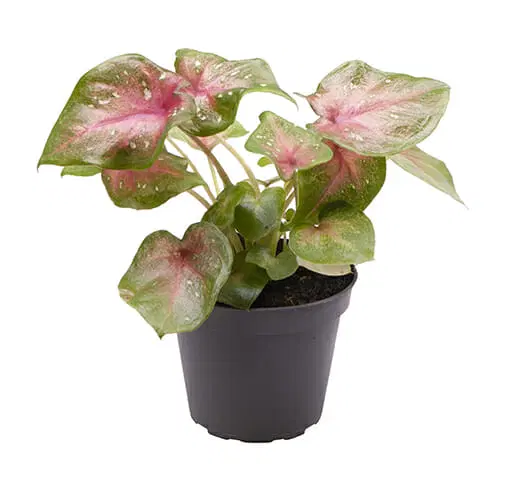 Baby Caladium 'Casey'