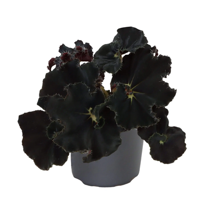 Begonie Rex Dark Mambo®