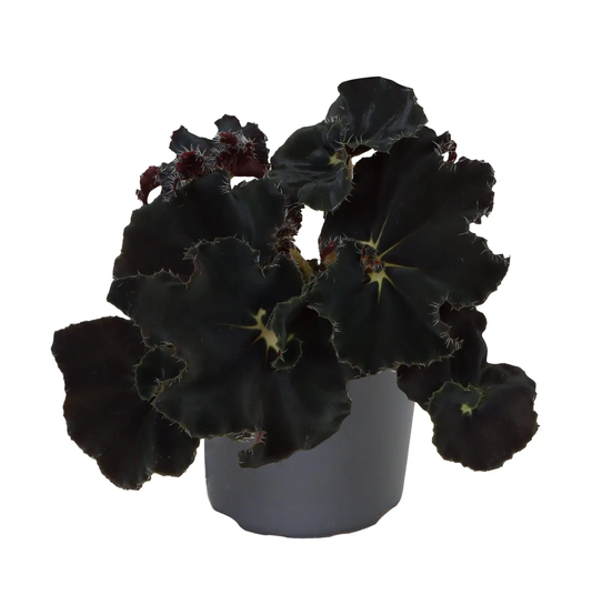 Begonie Rex Dark Mambo®