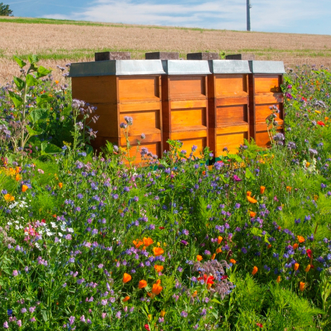 Oasis fleurie de graines de prairie