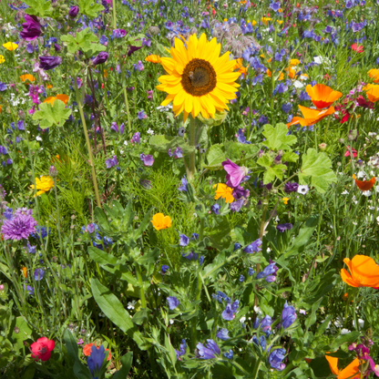 Oasis fleurie de graines de prairie
