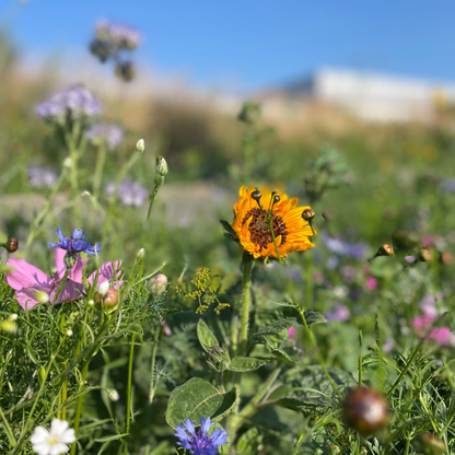 Oasis fleurie de graines de prairie