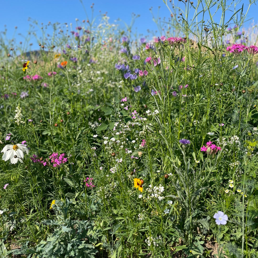 Oasis fleurie de graines de prairie
