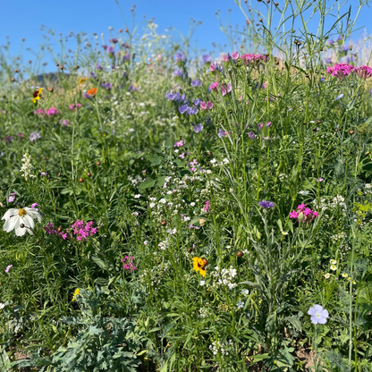Oasis fleurie de graines de prairie