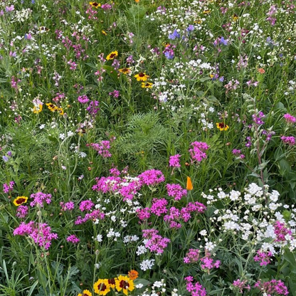 Oasis fleurie de graines de prairie